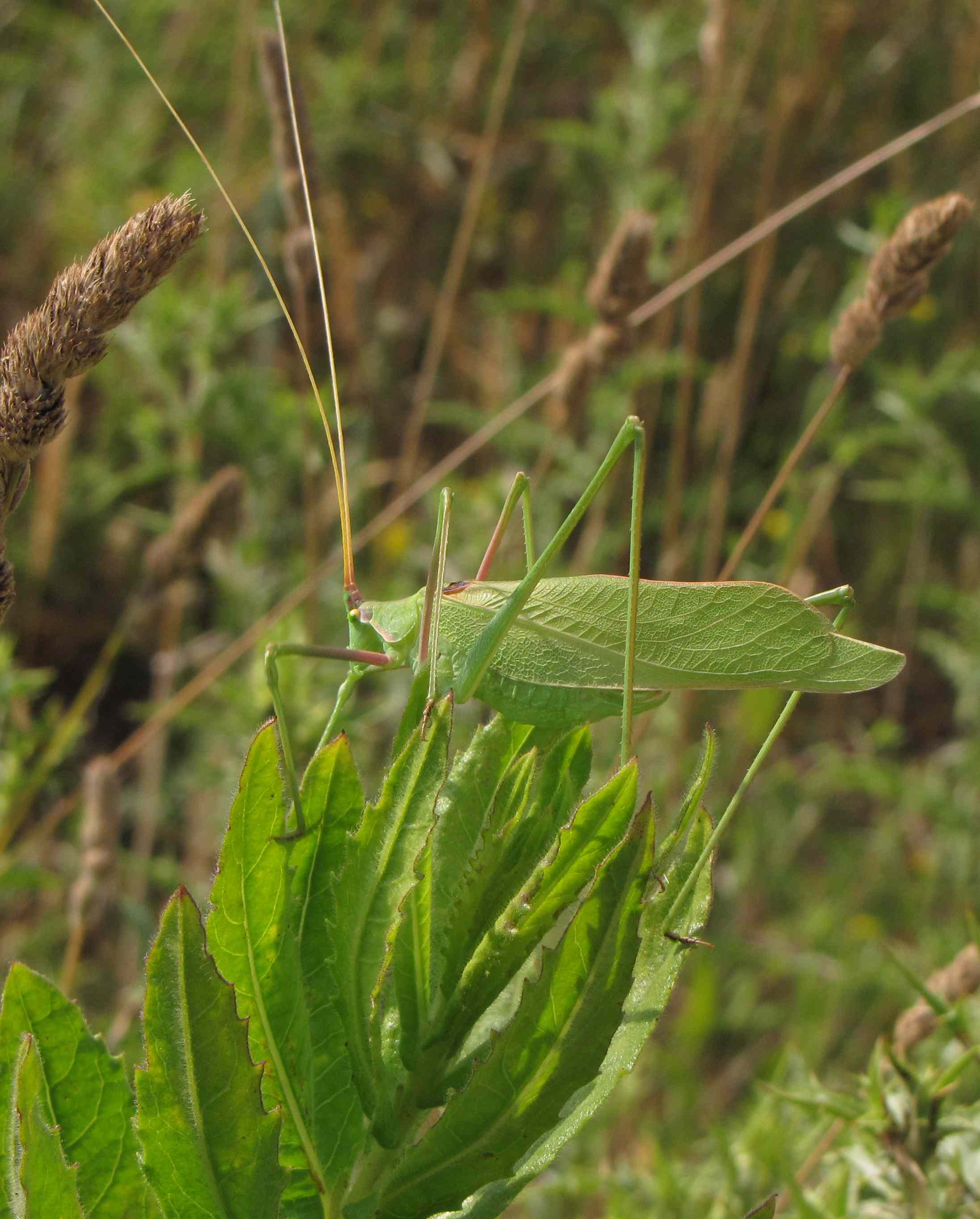 tylopsis?